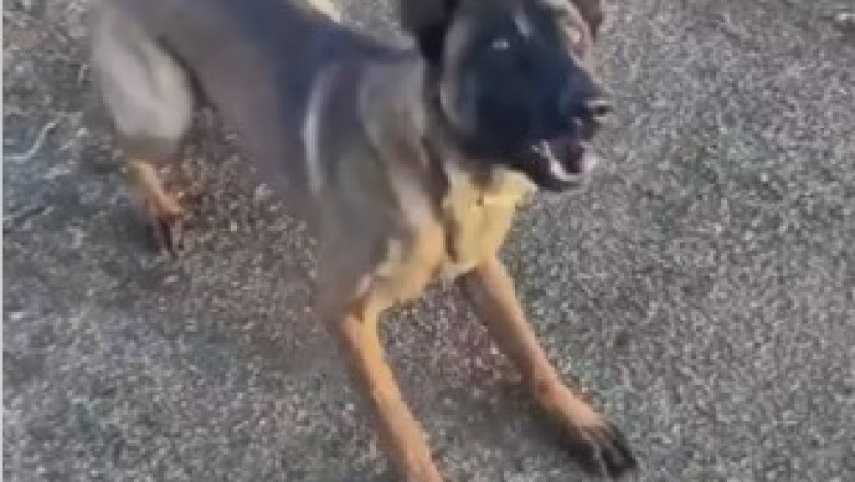 Hilarious Dog Training Fails That Will Make You Laugh Out Loud!