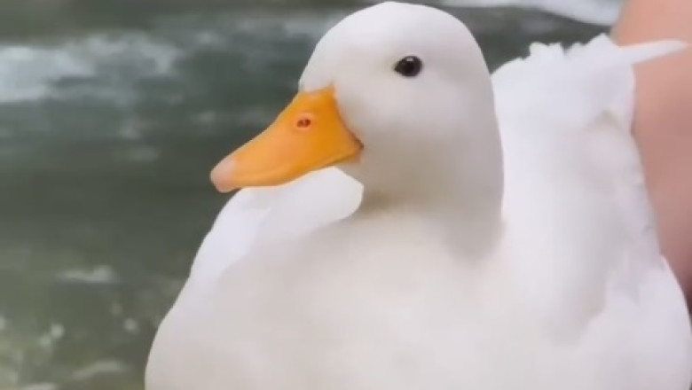 Hilarious Goose Spreads Pure Joy at the River's Edge!