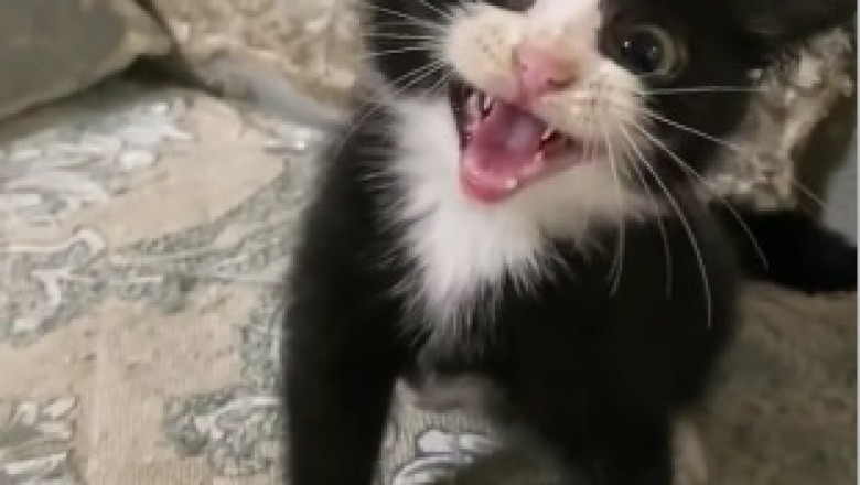 Hilarious Pet Chronicles: Prepare for Nonstop Laughter with these Ridiculously Funny Pets!