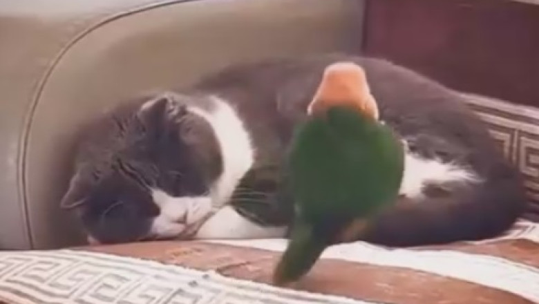 Hilarious Pets Gone Wild: Prepare for Non-Stop Laughter in this Gut-Busting Funny Video Compilation!