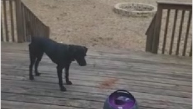 Hilariously Adorable: Tiny Dog Takes on the Role of Zandia and Steals the Show!