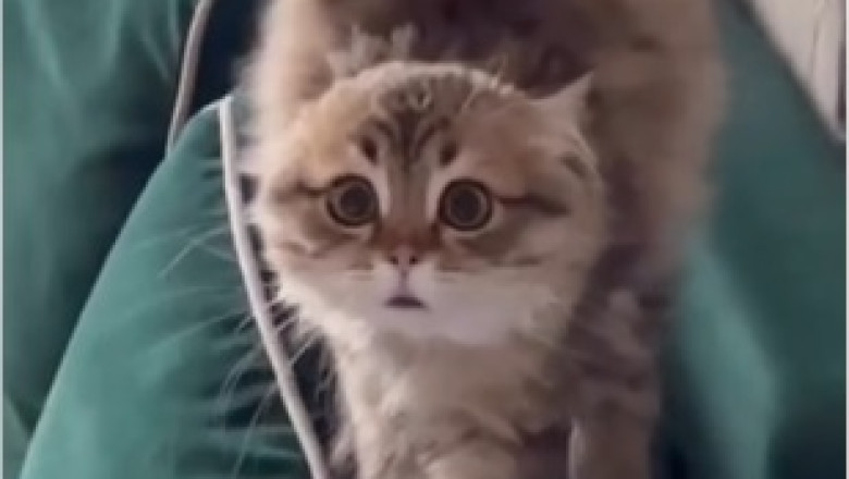 Hungry Cat Eats Like There's No Tomorrow - Hilarious Munch Time Frenzy!