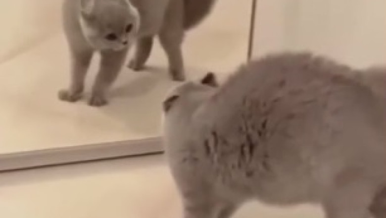 Pawsitively Hilarious: This Viral Video of Cats Being Funny Will Have You ROFL-ing!