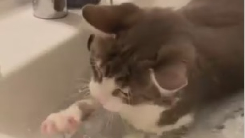 Pawsitively Purrrfect: This Hilarious Cat Discovers its Inner Human with Adorable Two-Legged Stance!