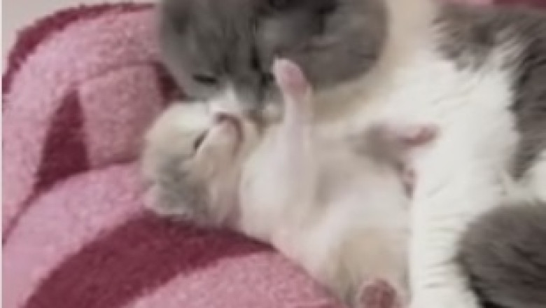 ROFL Alert! Pets Unleash Their Hilarious Antics in this Must-Watch Funny Video Compilation!