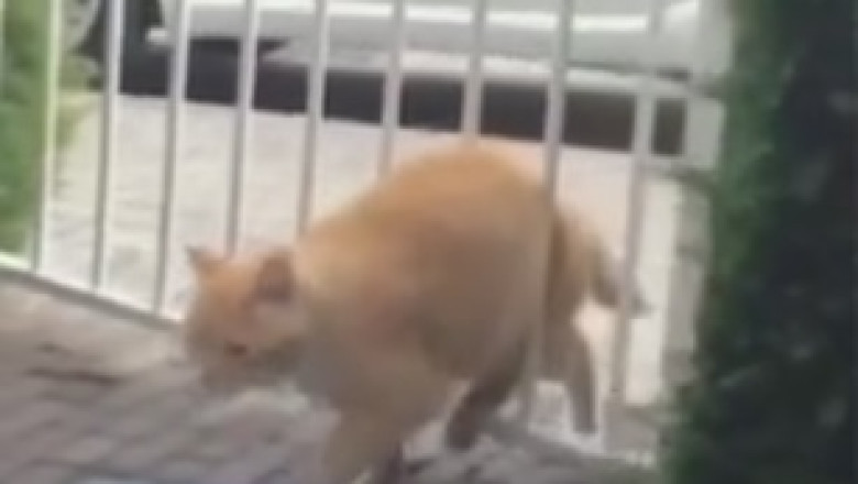 The Hilariously Nonchalant Cat Who Thinks It's the Supreme Ruler of the Universe!
