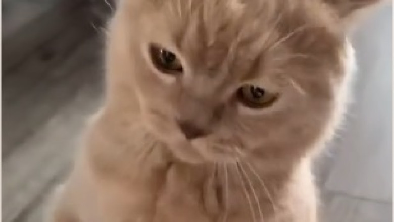 This Athletic Cat Will Leave You in Stitches with Their Hilarious Sports Skills!