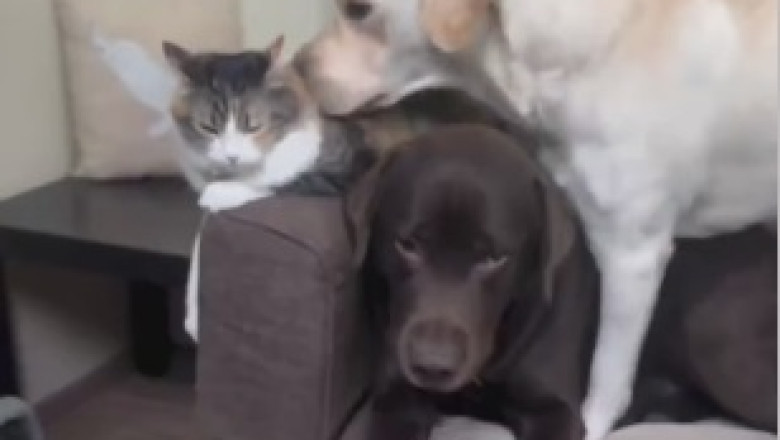 This Awesome Dog's Hilarious Antics Will Make Your Day!