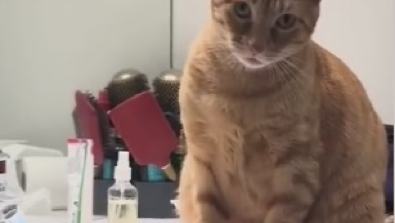 This Cat's Couture Catastrophe Will Leave You in Stitches! Watch as He Struts His Stuff in Outrageously Hilarious Outfits!