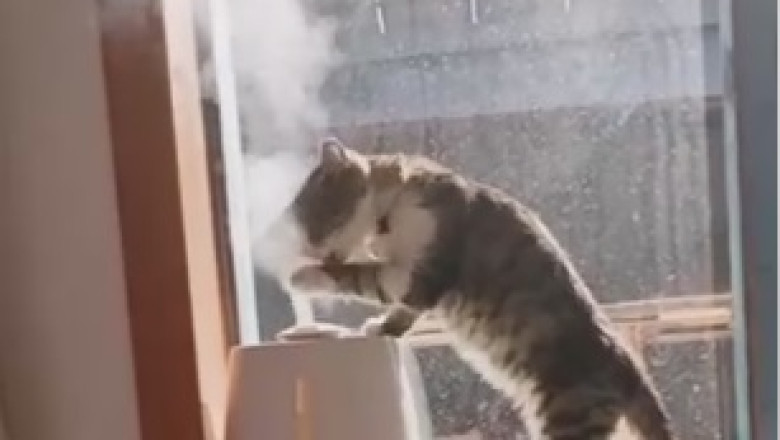 This Hilarious Cat's Aquatic Adventure Will Make Your Jaw Drop! Watch as He Turns Bath Time into an Adorable Splash Zone!