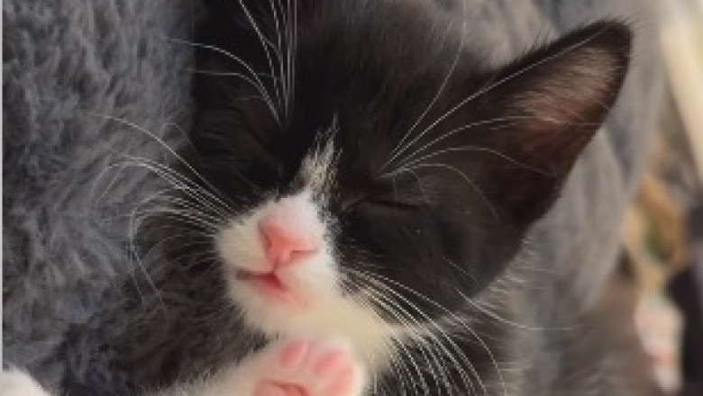 Tiny Cat, Big Attitude Alert! Prepare to be Amazed by the Hilarious Antics of This Rebellious Feline Dynamo!