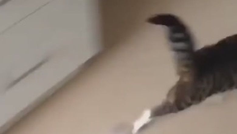 Unbelievable Sight: Hilarious Cat Reimagines Bath Time as a Tropical Spa Retreat!