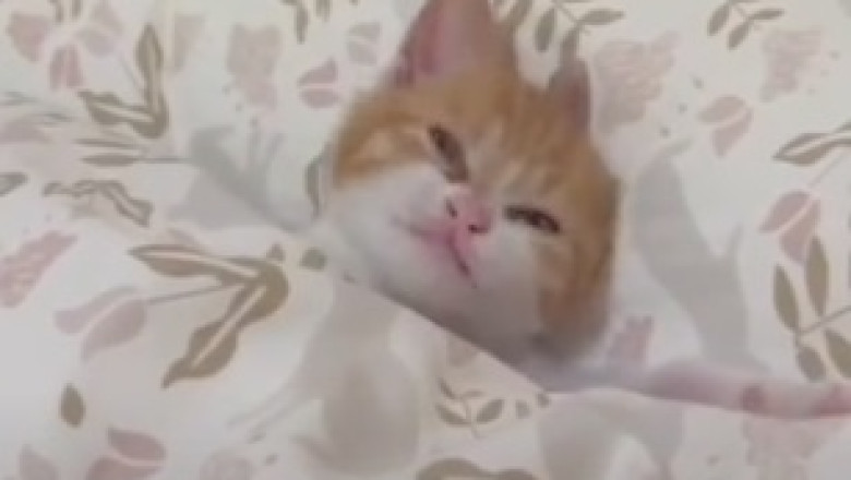 Unleash the Catitude: Hilarious Cat Takes Sofa Sitting to a Whole New Level!