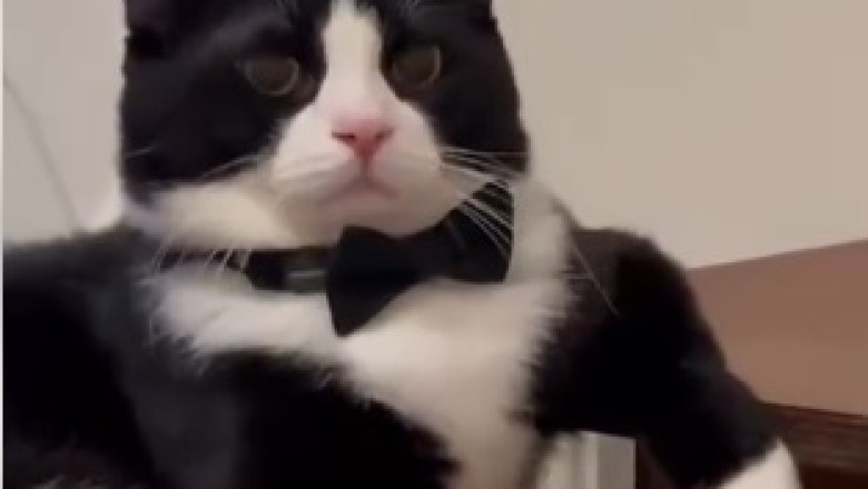 Adorable Alert: Get Ready for Cuteness Overload with the Tiny Little Cat!