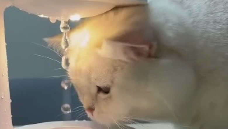Adorable Ball of Fluff Alert! This Tiny Cat Will Melt Your Heart with Cuteness!