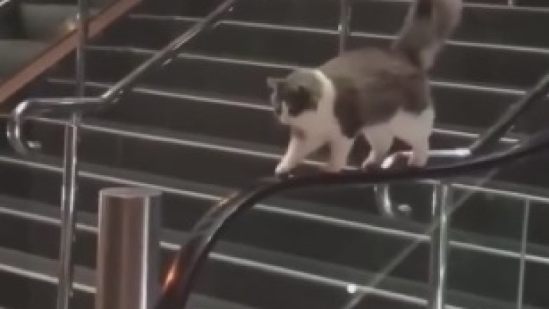 Adorably Hilarious Feline Naptime: Watch as a Cat Takes an Unexpectedly Cozy Retreat in a Rose Pot!