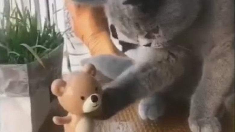 Cat Gone Wild! Hilarious Cat Flees in Fear from a Tiny Ball!
