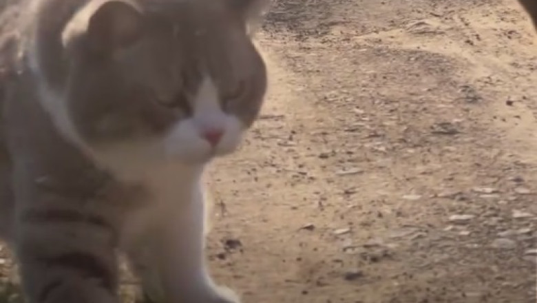 Catitude Overload: Cats on a Hilarious Misadventure!