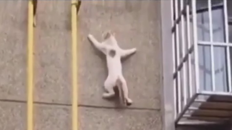 Crazy Kitty Gymnastics! Watch this Hilarious Cat Mastering Agility Skills!