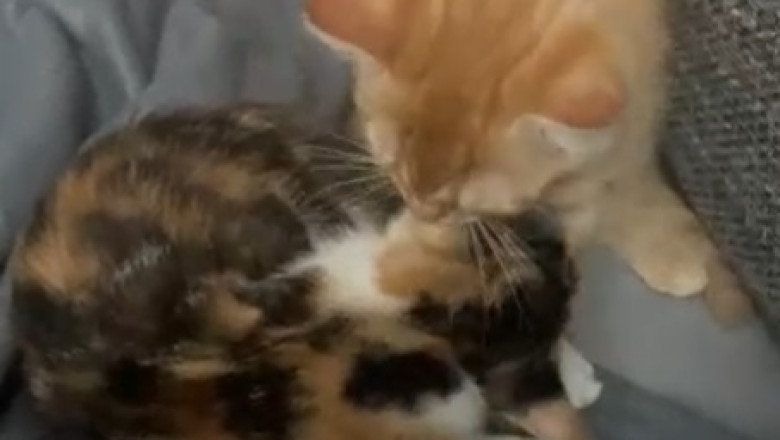 Double the Cuteness, Double the Hilarity: Watch These Two Beautiful Cats Steal Hearts in the Most Adorable Way!
