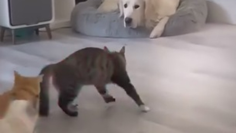 Double Trouble: The Hilarious Adventures of Two Purrfect Cats!