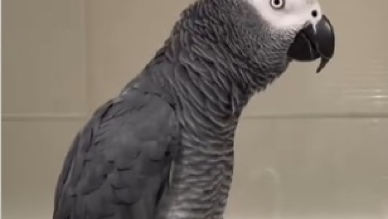 Feathers Fly and Laughter Soars: Meet the Hilarious Non-Passive Parrot That Rules the Roost!