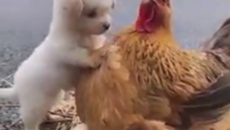 Feathers Fly and Tails Wag as Rooster and Dog Engage in EPIC Quarrel!