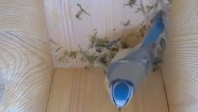 Feathery Delight: Watch this Gorgeous Bird's Hilarious Tree Branch Gigs!