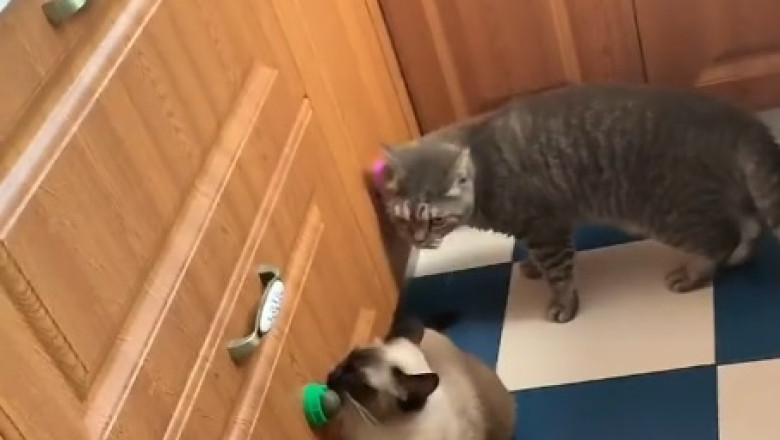 Feline Felons: 4 Crafty Cats Plot Hilarious Escape!
