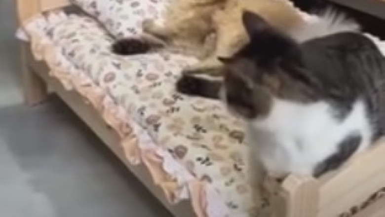 Hilarious Cat and Kitten Take Over the Internet with Their Adorable Antics!