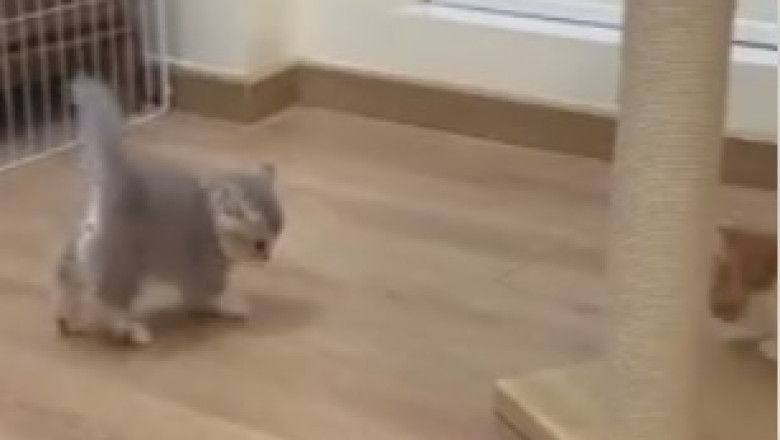 Hilarious Cat Couch Conundrum: This Stubborn Kitty Just Won't Budge!