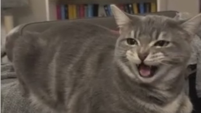 Hilarious Cat Gone Veggie: Meet the Carrot-Crazed Feline!