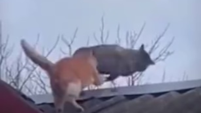 Hilarious Cat Mishap: A Balcony Adventure Gone Purr-fectly Wrong!