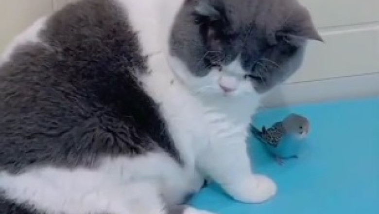 Hilarious Cat vs. Stubborn Chick Showdown: When a Cat Refuses to Get Off the Back of an Unamused Feathered Friend!