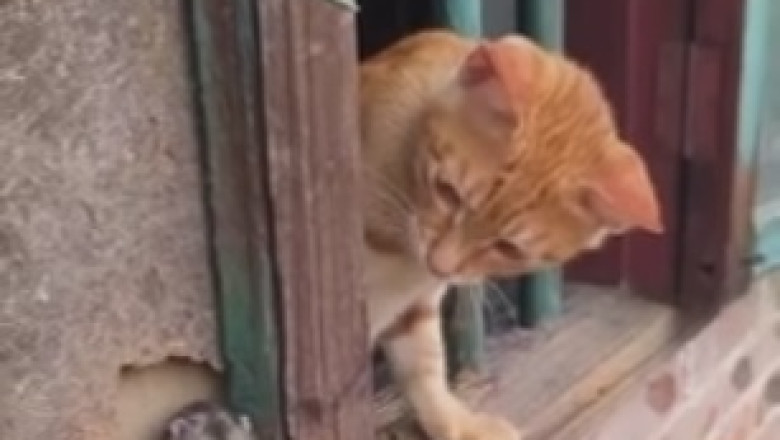 Hilarious Cat vs. The Window: A Battle of Determination and Hilarity!