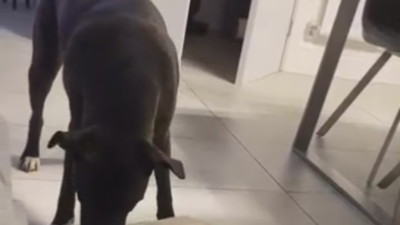 Hilarious Dog Duo Embark on Epic Adventure in the Wild! Watch as They Conquer the Great Outdoors with their Unforgettable Antics!