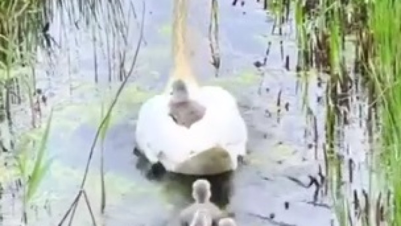 Hilarious Encounter: Geese Prank Fearless Hunter in the Wilderness!