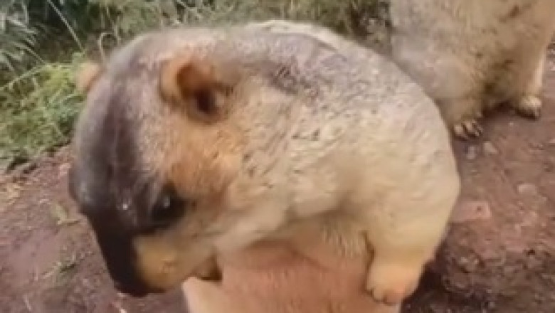 Hilarious Groundhog Proves It Doesn't Need Coca-Cola to Enjoy a Tasty Snack - Cue the Belly Laughs!
