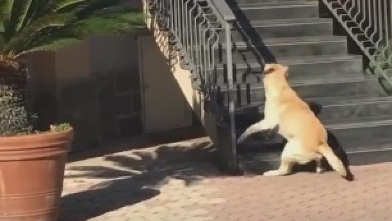 Hilarious Showdown: Man Saves the Day, Foiling a Mischievous Dog's Daring House-Attack Plan!