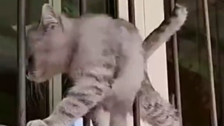 Hilariously Pawsome: Watch This Unlikely Hero, a Cat, Herding Sheep Like a Pro!