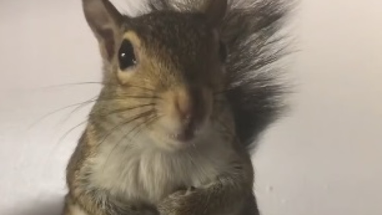 Hungry Squirrel's Hilarious Plea for Food Goes Wildly Viral!
