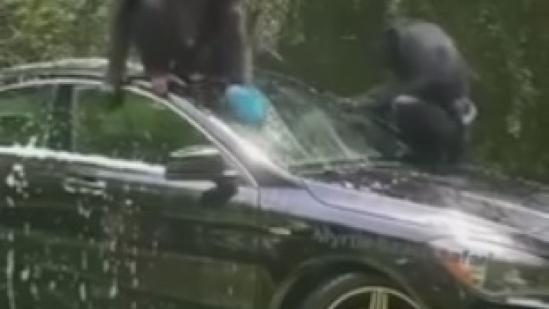 Hysterical Monkey's Priceless Reaction When a Man Offers Him a Banana - You Won't Believe Your Eyes!