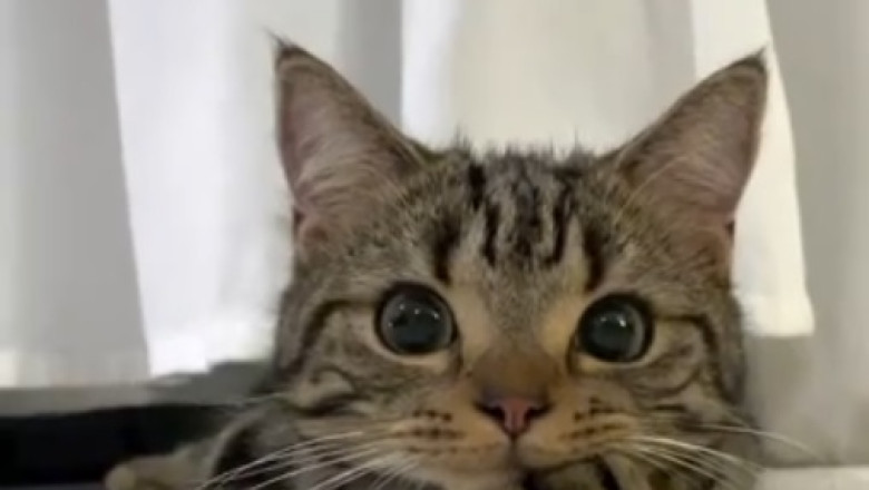 Makeup Moggy: Hilarious Cat Smears Women's Cosmetics All Over its Adorable Face!