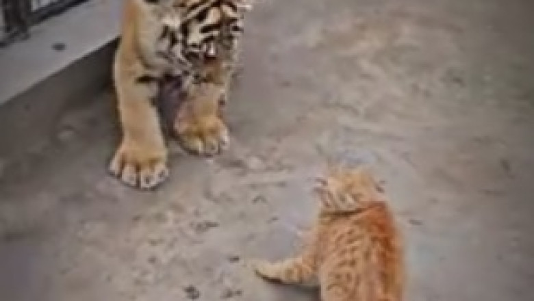 Mini Meow-maniacs: Hilariously Cute Compilation of Tiny Tigers Acting Like Big Roar-some Cats!