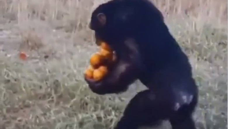 Monkey Takes Justice into its Own Hands! Watch as a Clever Primate Teaches a Thief a Lesson!