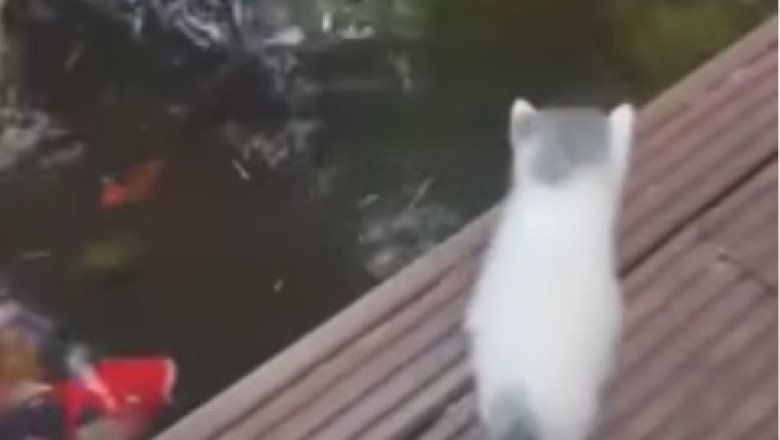 Pawsitively Epic: This Cat Takes Spinning to a Whole New Level!