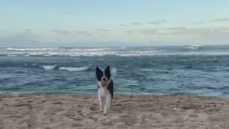 Pawsitively Priceless: Watch This Happy Dog Soak in the Sunset Bliss on a Beach!
