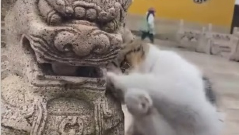 Prepare for a Cuteness Overload: A Heartwarming Motherly Tale of a Cat and Her Tiny Kitten!