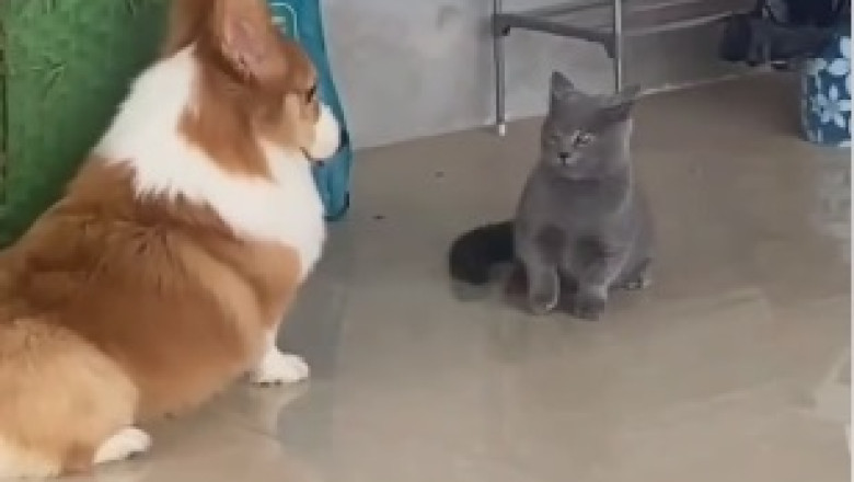 Purr-fectly Hilarious: Cat Turns Canine Companion into a Living Mountain!