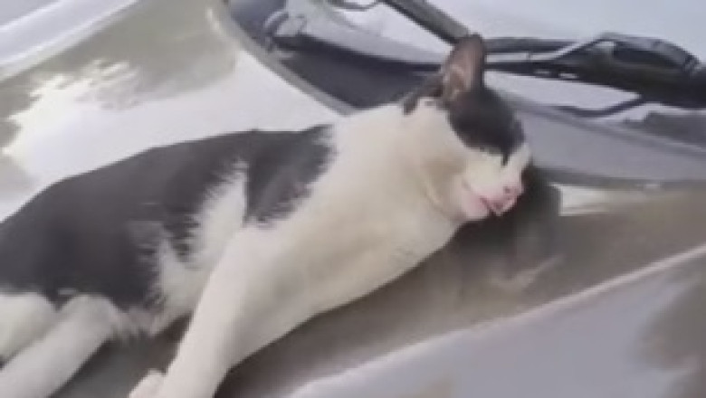 Purrrfectly Hilarious: Double Trouble as Cat Goes Bananas for Cherries!